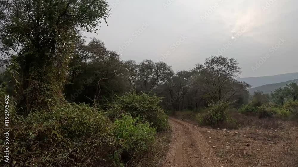 A dirt road in The Sariska jungle A dirt road in The Sariska jungle
