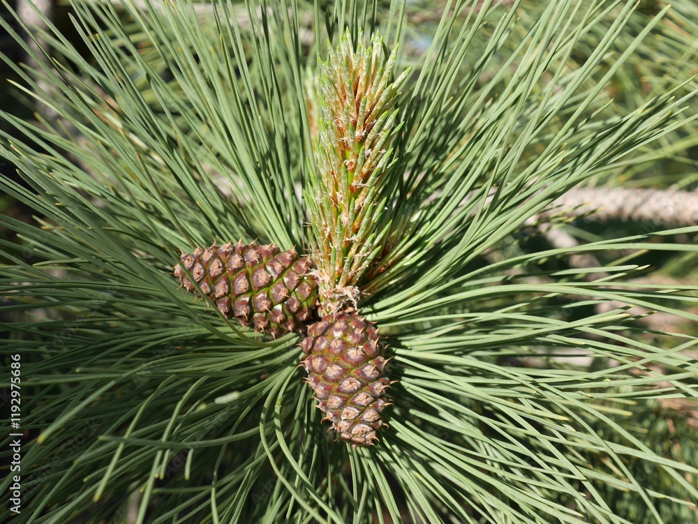 Ponderosa Pine tree cones in spring, Colorado Ponderosa Pine tree cones in spring, Colorado