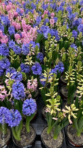 Hyacinths in pots, lots of flowers for sale in spring, International Women's Day