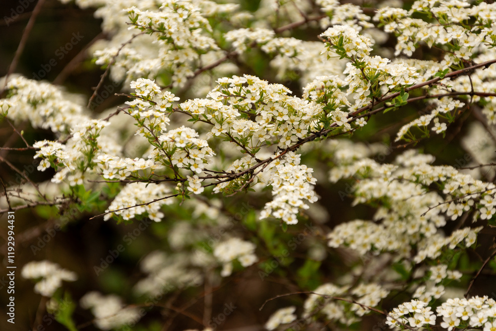 Blooming tree with white small flowers and green leaves on a branch.