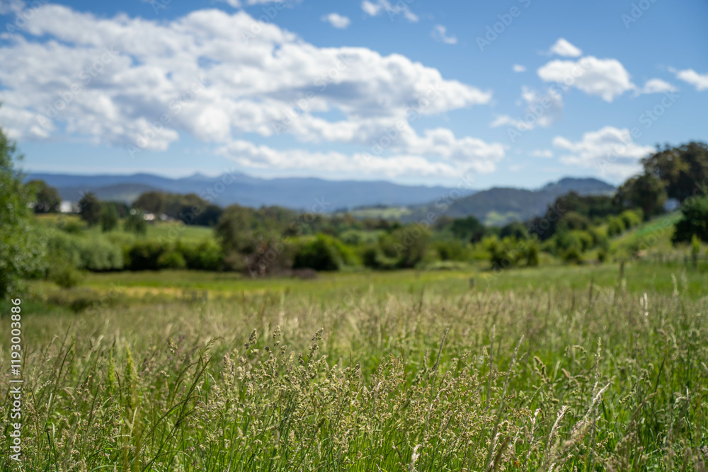 long native grasses on a regenerative agricultural farm. pasture in a grassland in the bush in australia in spring in australia long native grasses on a regenerative agricultural farm. pasture in a grassland in the bush in australia in spring in australia