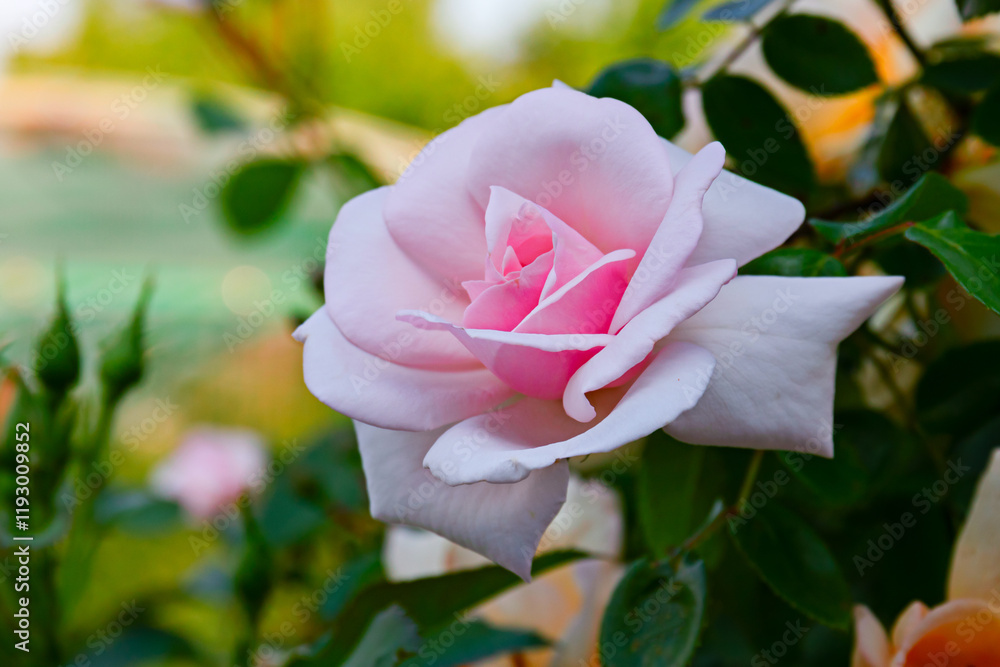 Stunningly gorgeous romantic beautiful pure white iceberg blooming rose. close up Stunningly gorgeous romantic beautiful pure white iceberg blooming rose. close up