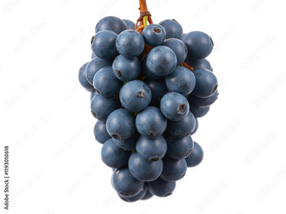 Fototapeta premium A cluster of blue wet grapes hanging from a stem isolated on a white background, fresh produce, white background