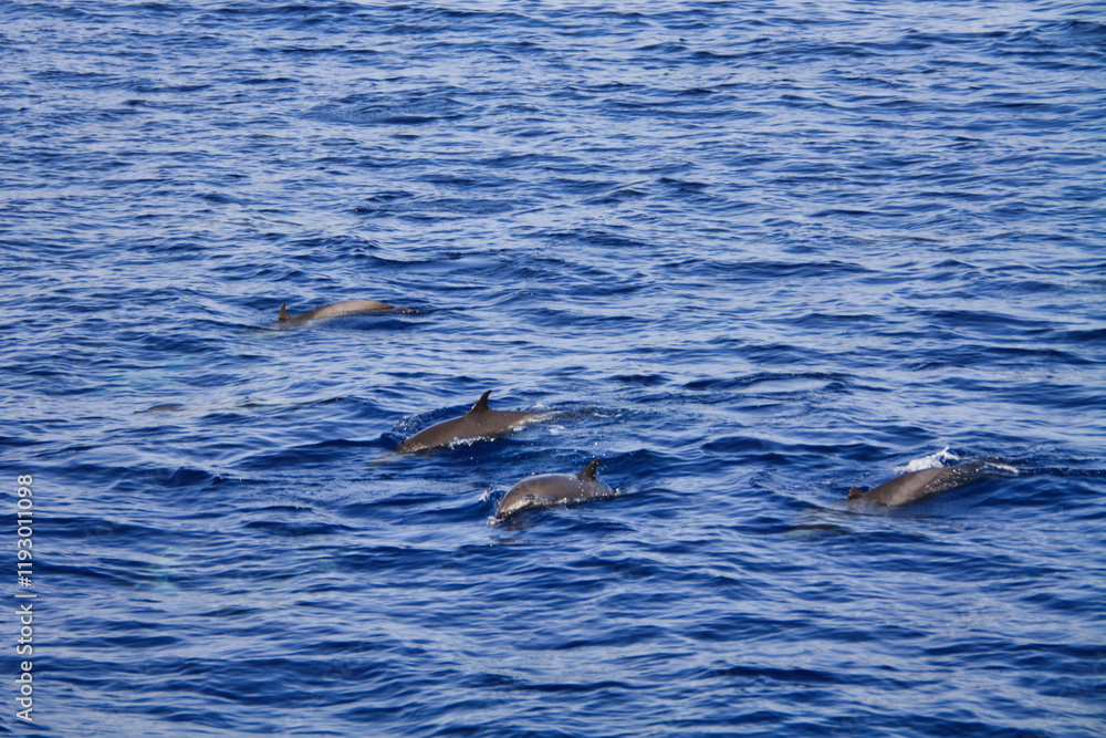 Obraz premium Dolphins in the Red Sea off the coast of Egypt.