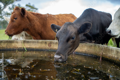 Konstfotografi organic regenerative agriculture cow farm, with a beautiful farming landscape of