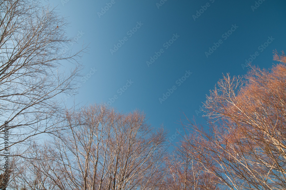 芽吹き前の木々と快晴の空 芽吹き前の木々と快晴の空