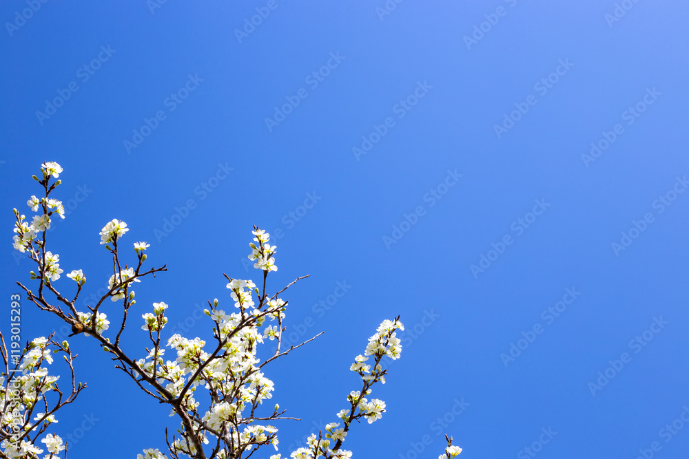 Plum branches covered with white flowers against the blue sky. Blossoming of fruit trees in spring Plum branches covered with white flowers against the blue sky. Blossoming of fruit trees in spring