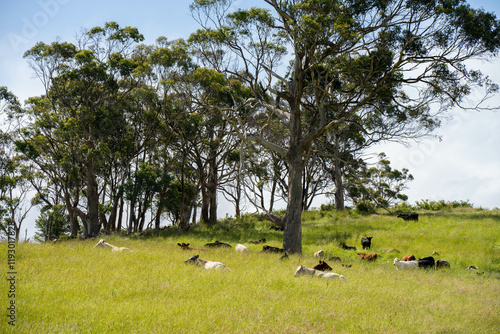 organic regenerative agriculture cow farm, with a beautiful farming landscape of fat cows grazing on green rolling hills with bulls and healthy sustainable practices, on a cow beef farming landscape