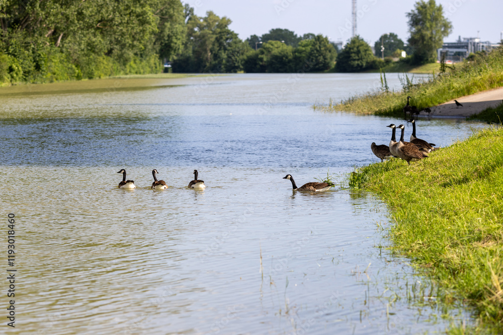 A group of Canada geese near the edge of a river A group of Canada geese near the edge of a river