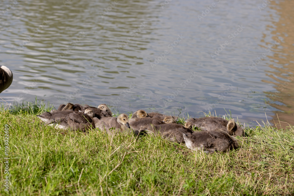 A group of young goslings rests closely together on the grassy bank near calm water. A group of young goslings rests closely together on the grassy bank near calm water.