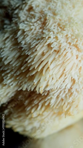 Vertical 4K macro video shows Lion’s Mane mushroom (Hericium erinaceus) gently rotating to reveal its soft fibrous texture and natural patterns. Organic surface captured in cinematic clarity.
