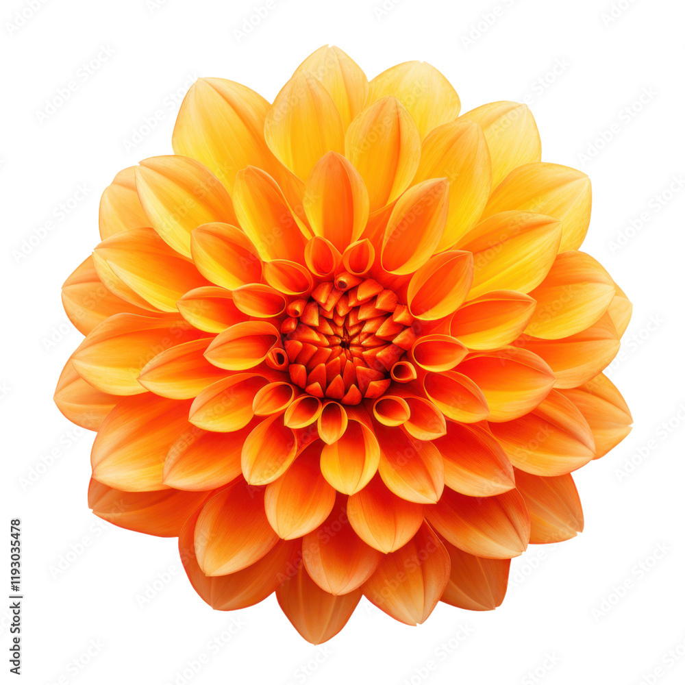 orange dahlia isolated on white or transparent png orange dahlia isolated on white or transparent png