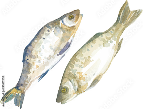 Watercolor painted fish. Hand drawn fresh seafood design element isolated on white background.