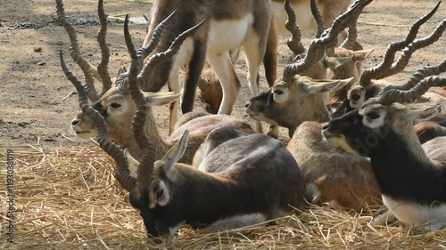 A herd of blackbucks is sitting and eating hay.bk