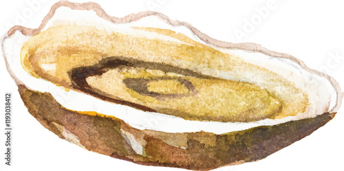 Watercolor painted oysters. Hand drawn fresh seafood design element isolated on white background.