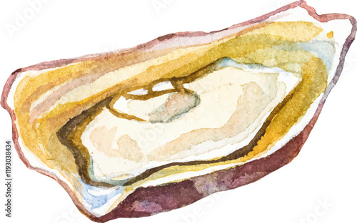 Watercolor painted oysters. Hand drawn fresh seafood design element isolated on white background.