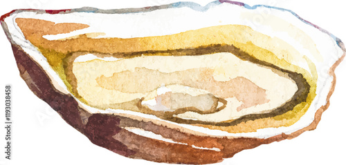 Watercolor painted oysters. Hand drawn fresh seafood design element isolated on white background.
