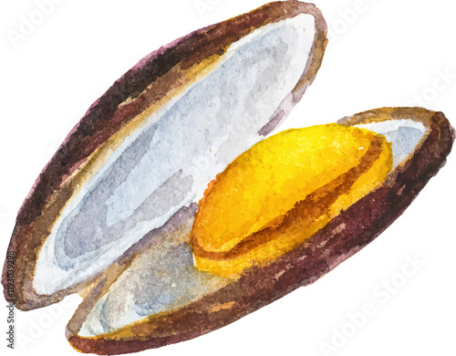 Watercolor painted mussels. Hand drawn fresh seafood design element isolated on white background.