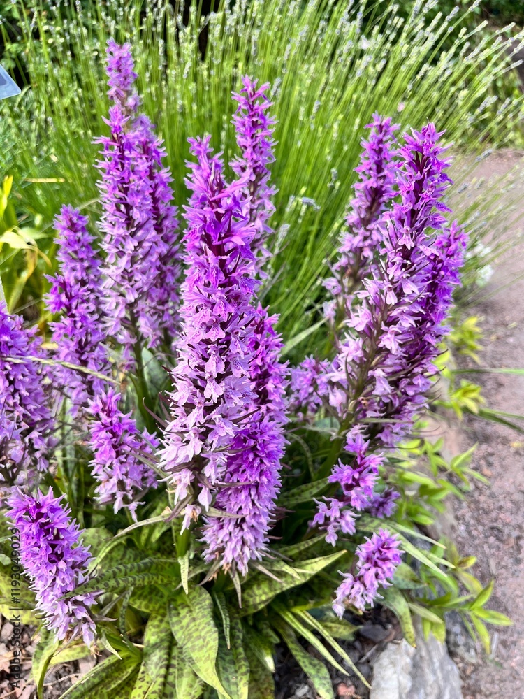 Obraz premium Dactylorhiza urvilleana. A blooming purple wildflower or and a Wild Orchid in a summer flower garden. Floral background