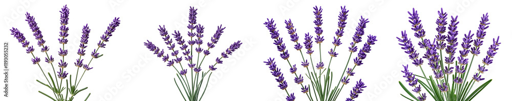Collection of Lavender sprig isolated on a white background as transparent PNG Collection of Lavender sprig isolated on a white background as transparent PNG