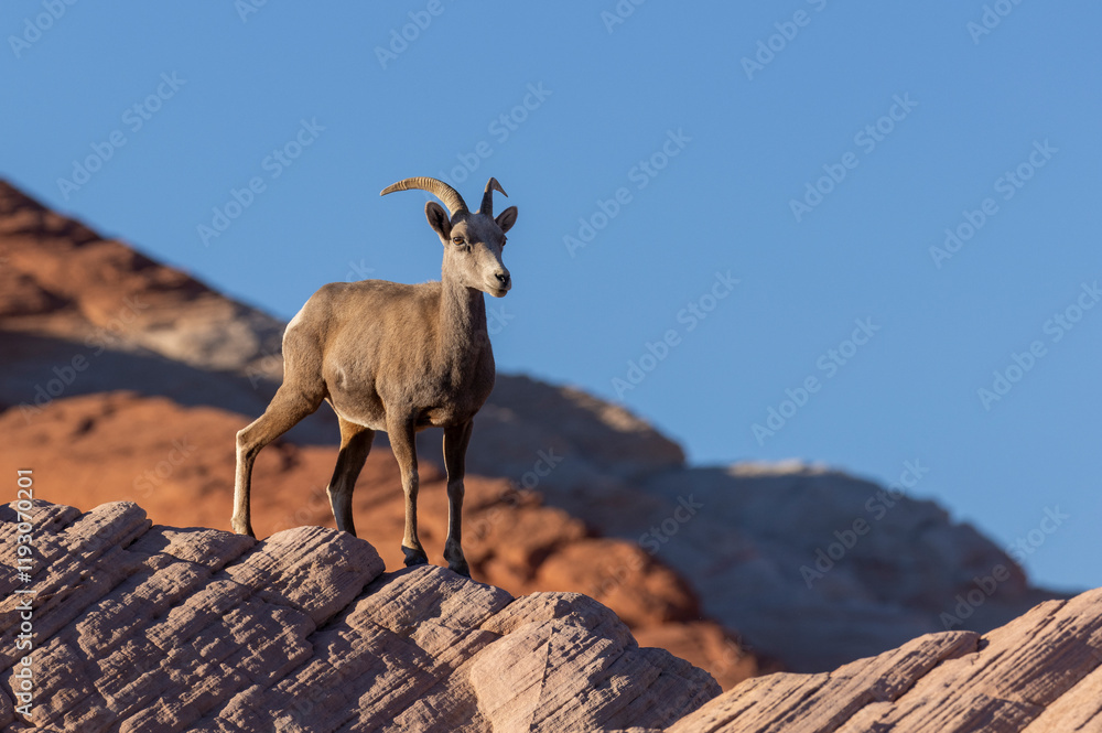 Desert Bighorn Sheep ewe in Valley of Fire State park Nevada Desert Bighorn Sheep ewe in Valley of Fire State park Nevada
