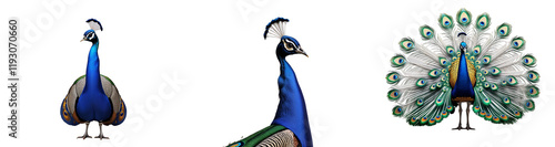 Collection of peacock isolated on a white background as transparent PNG
