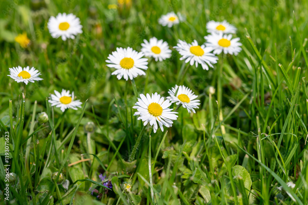 Gänseblümchen Gänseblümchen