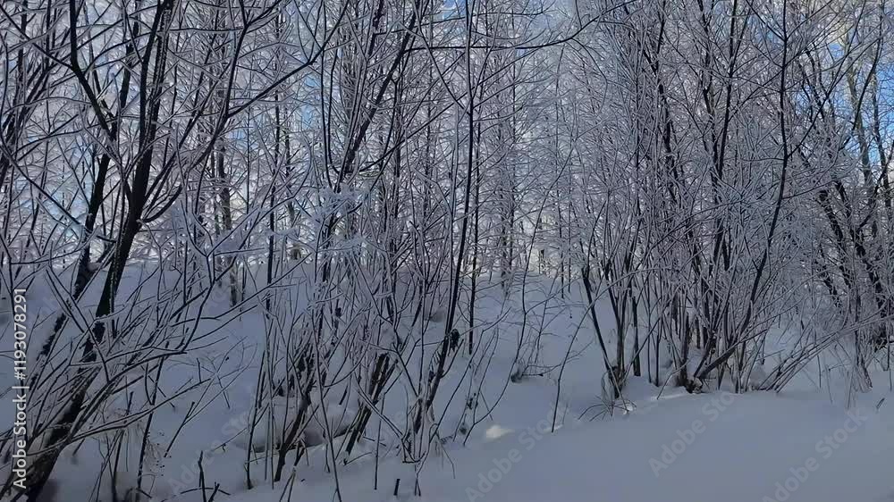 View of trees covered with snow during a walk. View of trees covered with snow during a walk.