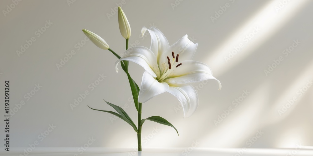 Naklejka premium Elegant white lily bloom on clean white backdrop