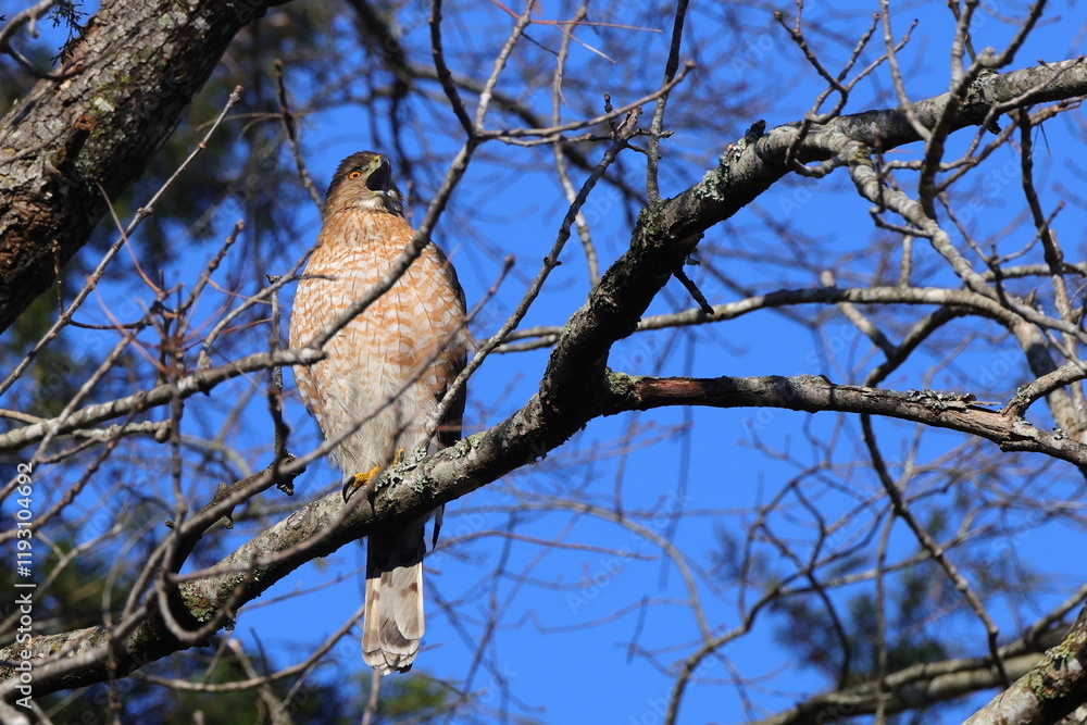 Red shouldered hawk perched in tree on sunny winter day against blue sky. Red shouldered hawk perched in tree on sunny winter day against blue sky.