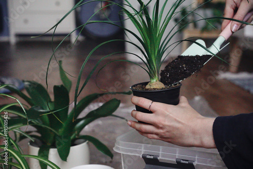 Spring care of indoor plants, fertilizing indoor flowers, transplanting indoor plants. A woman transplants a plant into a new pot at home. The gardener replants the Nolin plant photo