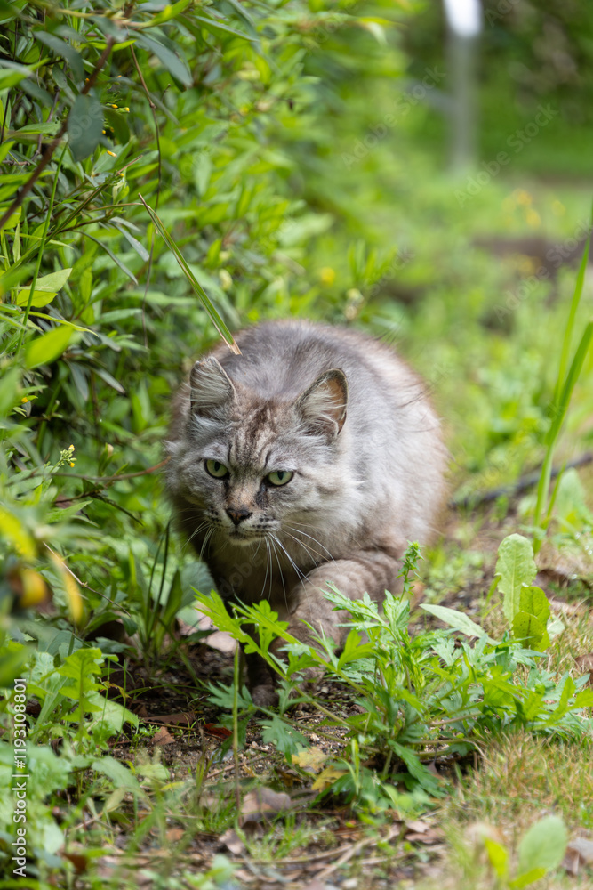 Obraz premium 緑生い茂る公園を歩いてくるグレーの毛並みの毛が長い野良猫