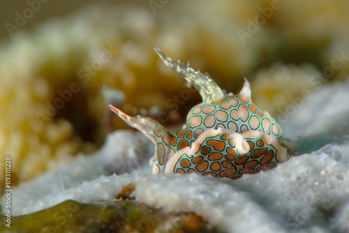 Psychedelic batwing slug (Sagaminopteron psychedelicum). Photo was taken in the island Romblon, Philippines photo