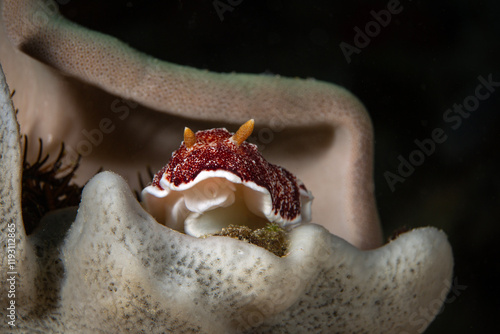 Nudibranch Goniobranchus reticulatus. Photo was taken in the island Romblon, Philippines