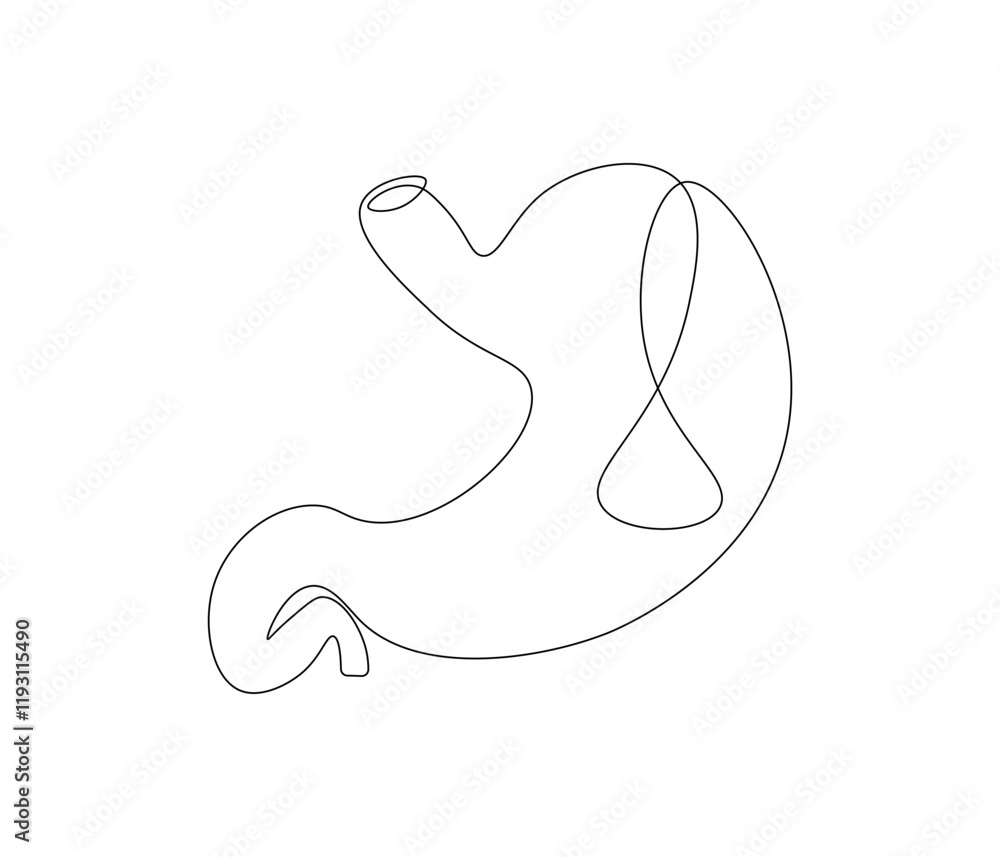 Simple continuous one line drawing of stomach . Single line drawing illustration of stomach. Anatomical concept vector art. Doodle line illustration. Simple continuous one line drawing of stomach . Single line drawing illustration of stomach. Anatomical concept vector art. Doodle line illustration.