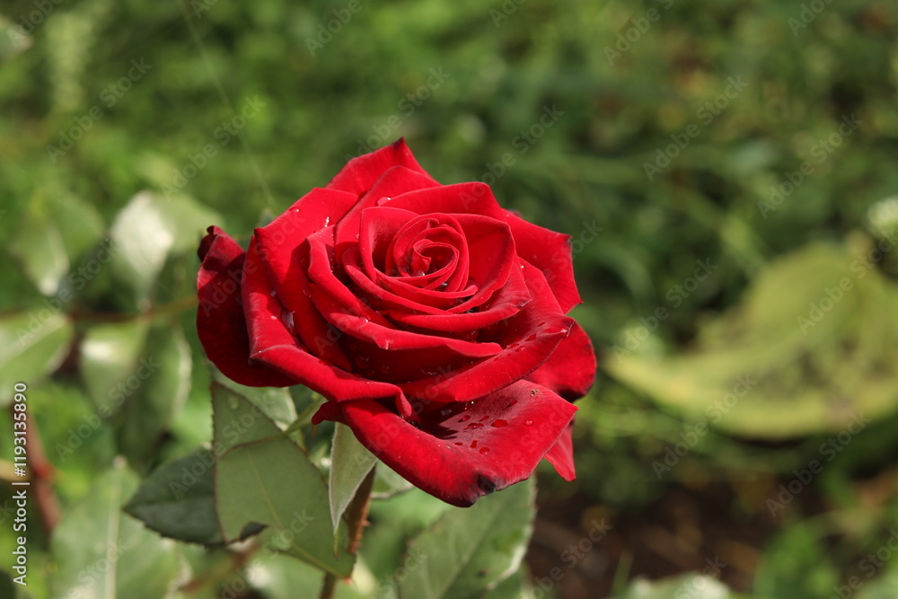 red rose in garden red rose in garden