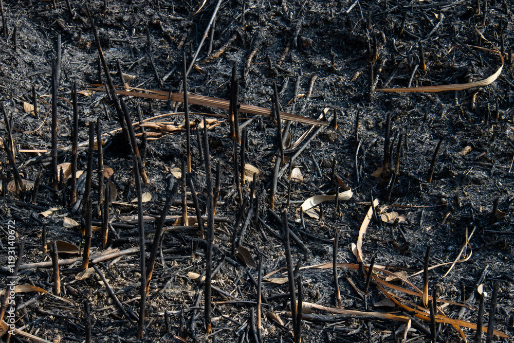 Burning, grassland, worship, wildfires, firefighting, cigarette butts, smokers Burning, grassland, worship, wildfires, firefighting, cigarette butts, smokers
