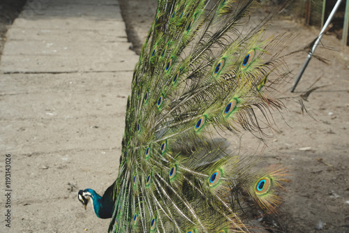 The peacock's tail feathers fan out in a magnificent display, shimmering with vibrant hues. Each detail highlights the bird's elegance. A striking representation of nature's grandeur. photo