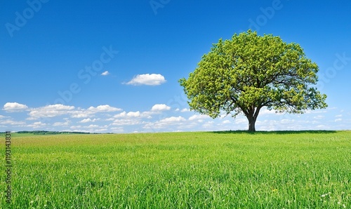 Lone tree on green field under blue sky with clouds