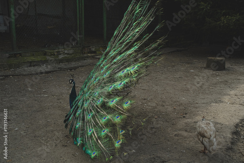 A timeless symbol of beauty and grace. The vibrant peacock proudly displays its magnificent tail feathers in full extension. Each colorful detail reflects its natural splendor and elegance. photo