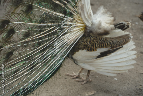 Each feather features intricate designs and vibrant colors. The bird’s elegance shines in this scene. The peacock spreads its dazzling tail feathers in a stunning display of nature’s beauty.