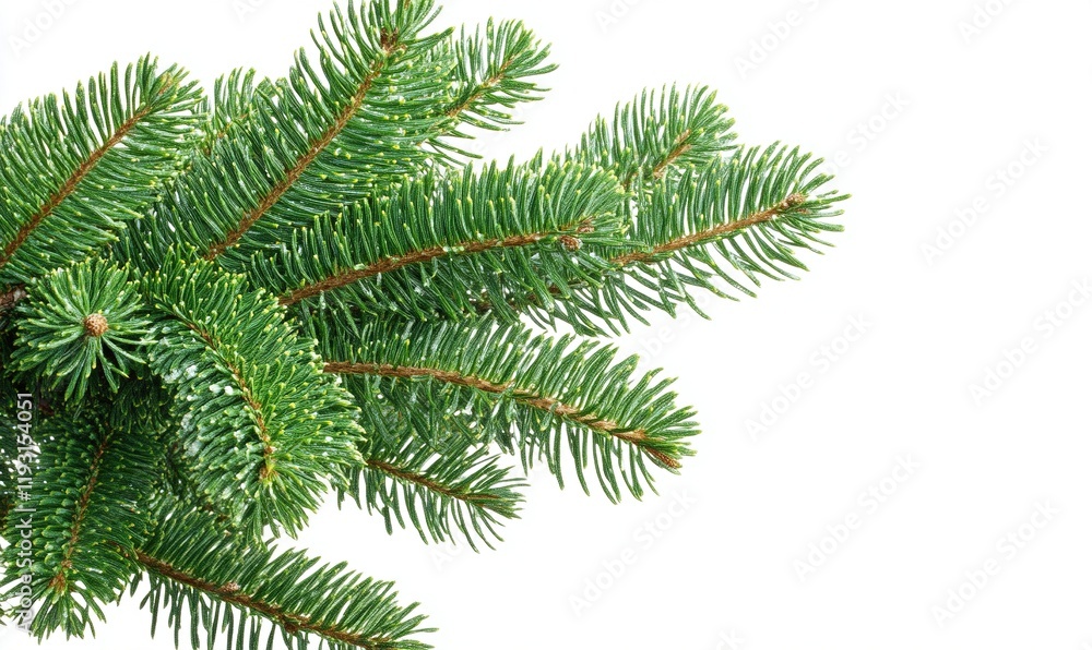 Fir tree branch isolated on white for holiday designs Fir tree branch isolated on white for holiday designs