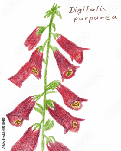 Digitalis purpurea (botanical name) - Digitalis plant - Heart deseases - Medical plant - Colored pencils - Hand drawn