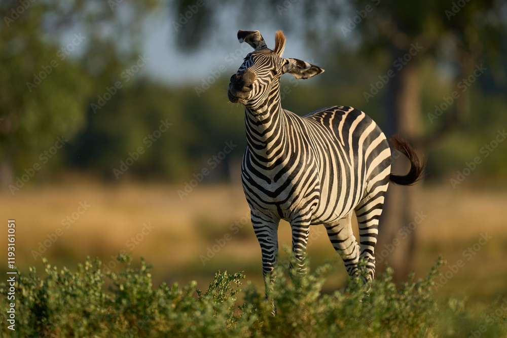 Obraz premium Crawshay's zebra (Equus quagga crawshayi) grazing in South Luangwa National Park, Zambia
