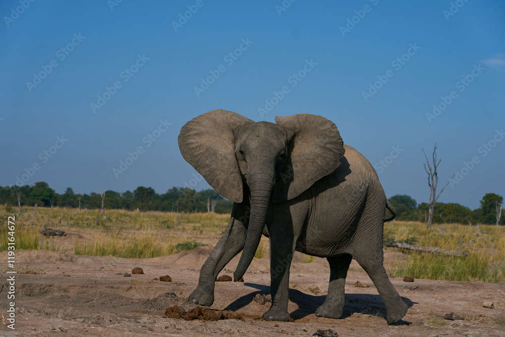 Obraz premium Agitated female African Elephant (Loxodonta africana) in South Luangwa National Park, Zambia 