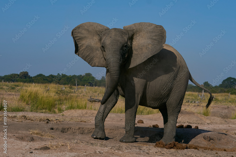 Fototapeta premium Agitated female African Elephant (Loxodonta africana) in South Luangwa National Park, Zambia 
