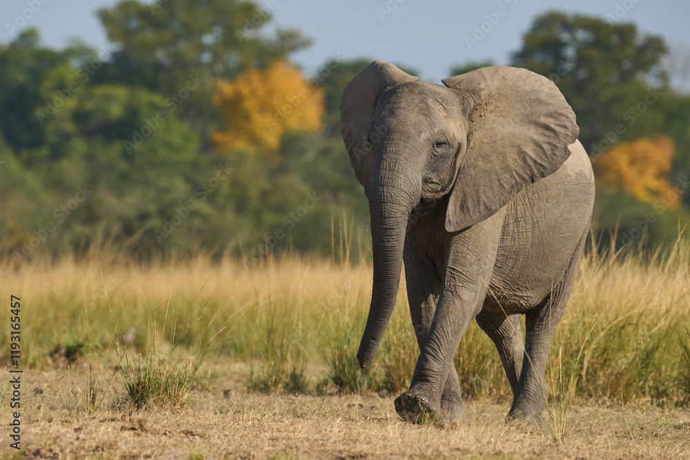 African Elephant (Loxodonta africana) in South Luangwa National Park, Zambia African Elephant (Loxodonta africana) in South Luangwa National Park, Zambia
