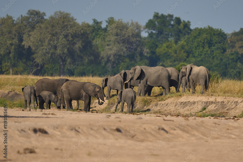 Obraz premium Multiple groups of African Elephant (Loxodonta africana) congregate at a sand river to drink from a pool dug below the surface in South Luangwa National Park, Zambia