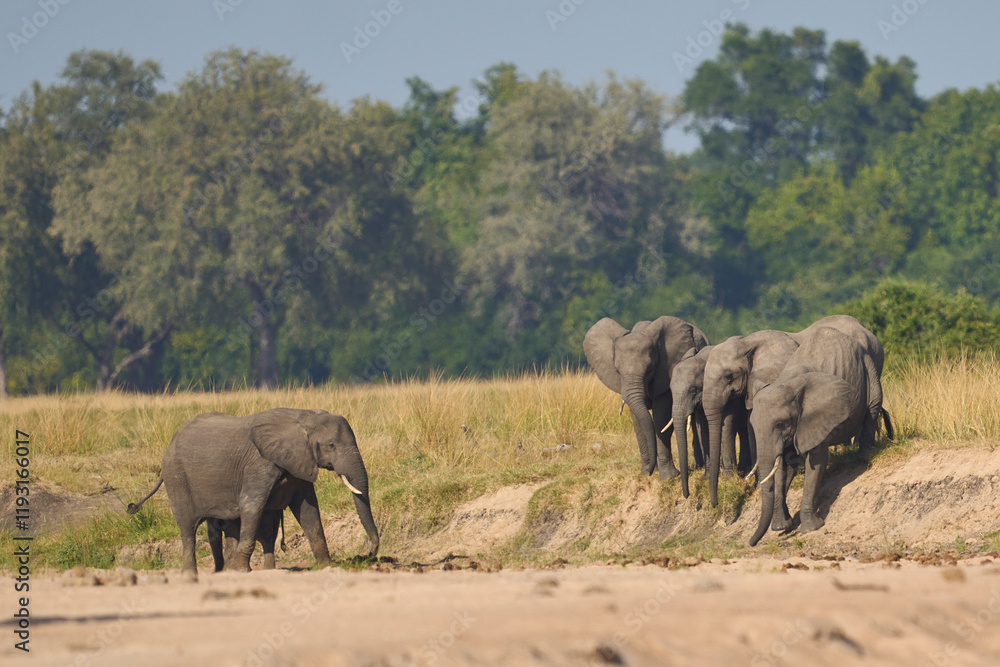 Multiple groups of African Elephant (Loxodonta africana) congregate at a sand river to drink from a pool dug below the surface in South Luangwa National Park, Zambia Multiple groups of African Elephant (Loxodonta africana) congregate at a sand river to drink from a pool dug below the surface in South Luangwa National Park, Zambia