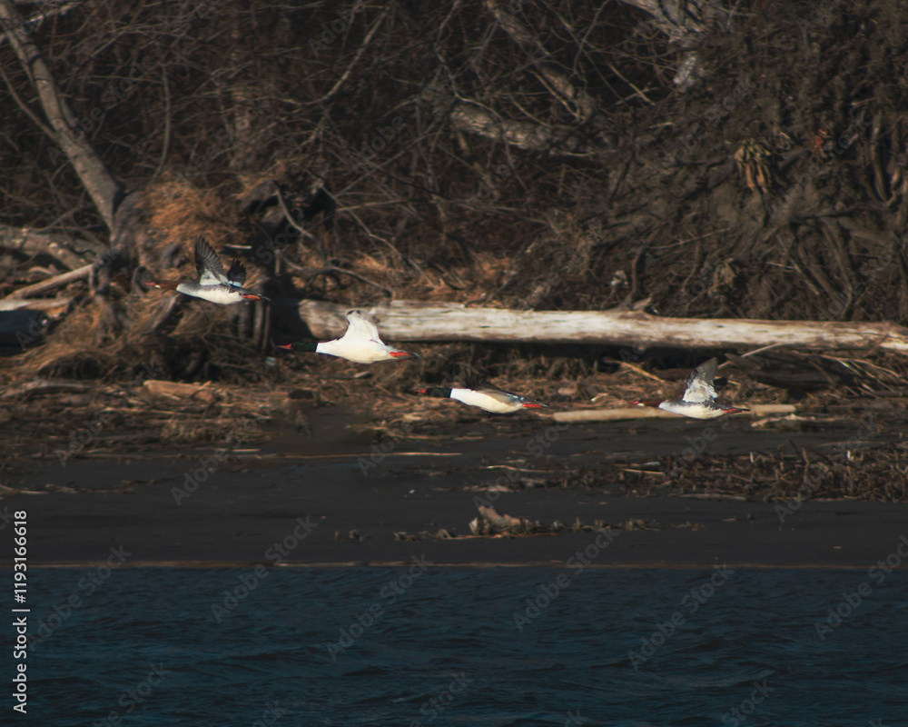 Obraz premium Group of 4 birds at different stages of ascension. Birds in picture are Common Mergansers of varying ages. Water visible at bottom of frame. Warm tones in picture.
